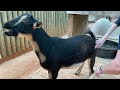 Houston Zoo Animals Vaccinated Against COVID-19