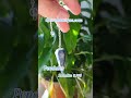 Pendules pierres naturelles. dpssoboutique.com #shopify #pendule #pendulum #zen  #pierres #voyance