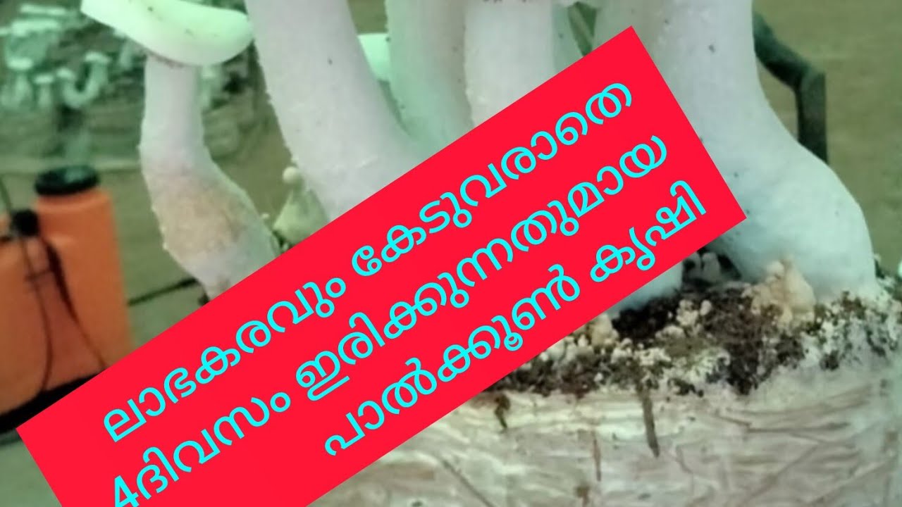 തിരുവനന്തപുരം മുതൽ കാസർക്കോട് വരെയും കർണ്ണാടകത്തിലും കൂൺ മാർക്കറ്റ് ചെയ്തിരുന്നു.