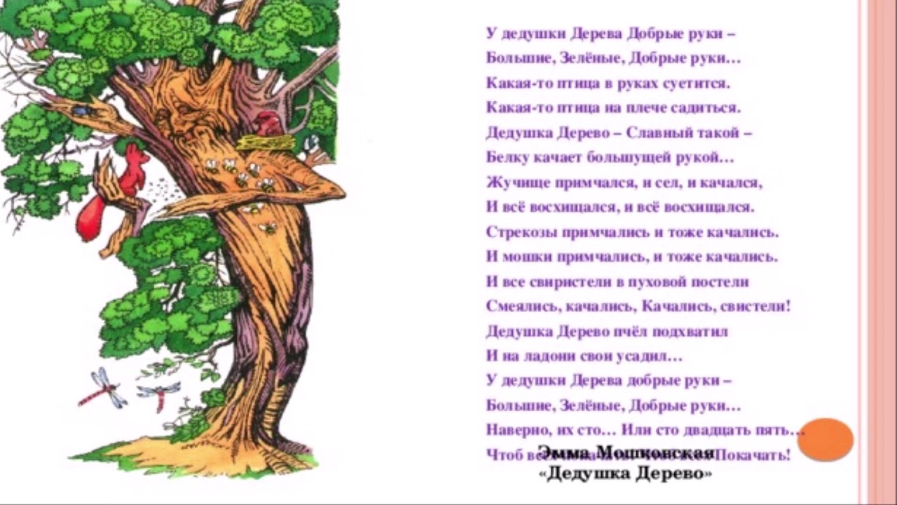Слова про дерево. Стих дедушка дерево Мошковская. Э Мошковская дедушка дерево Здравствуй лес.