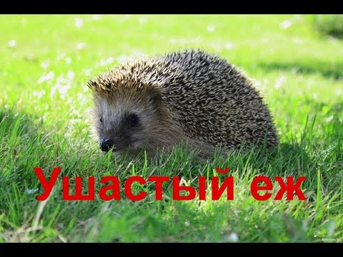 Ушастый еж —