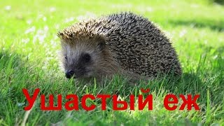 Ушастый еж — млекопитающее рода ушастых ежей. Ушастый еж — млекопитающее рода ушастых ежей.