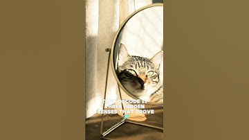 3 Hidden Senses of Cats You Probably Never Knew 🐈‍⬛