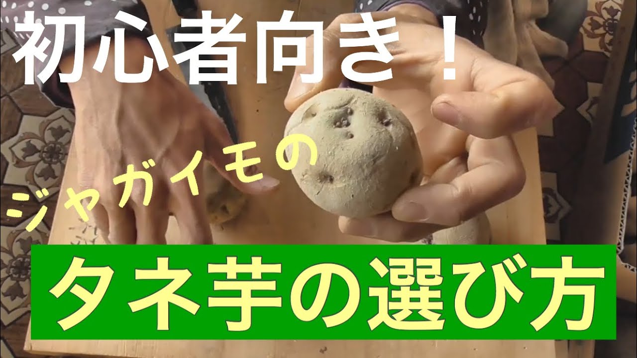 ジャガイモの種芋を選ぶポイントと芽出しについて 19年1月23日 栽培準備 Youtube