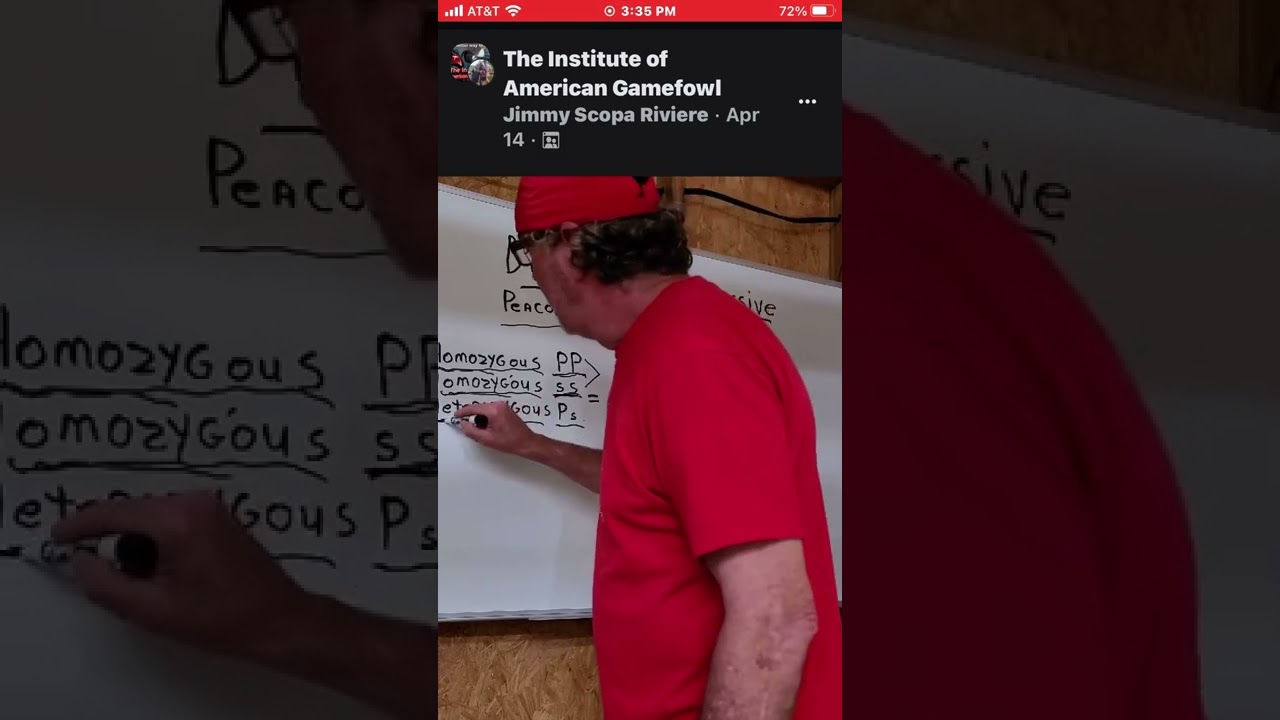 Jimmy Scopa Riviera Pea Comb Straight Comb genetics