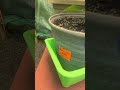 Greenhouse garden update pt2 tomatoes