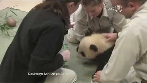 Cute Baby Panda Cub Gets Some Serious Cuddles!