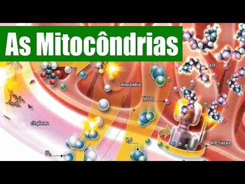 Vídeo: O Que São Mitocôndrias