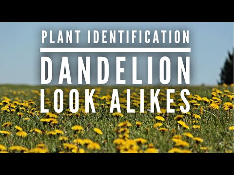 ვიდეო: Dandelion-ის ჯიშები - დანდელიონის სხვადასხვა ყვავილები ბაღში
