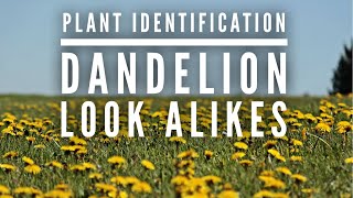 PLANT ID | I Am Not A Dandelion | EARTHSEED DETROIT screenshot 4