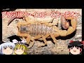 【おもしろゆっくり】ブラジルで猛威を振るう毒サソリの正体と、その生態についてざっくり解説。