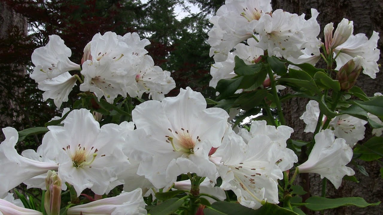 Rhododendron 'Polar Bear' Blooming in July YouTube
