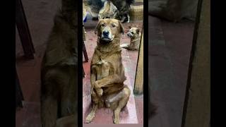 Help to voiceless plz do subscribe my channel so dat i can help more animals #shorts #fypシ #viral