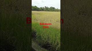 BakasyonSaProbinsya#travelvlog #travel #trending #ofwlifesacrifice