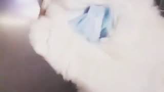 Hapşırınca Maske Takan Kedi