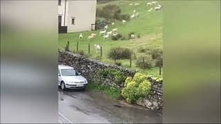 Sheep herd stuck in the Matrix