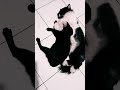 mashaAllah..ni anak kompak banget..ber2 trs😻😍#cat #kucing #lucu #shorts #shortvideo #love #short