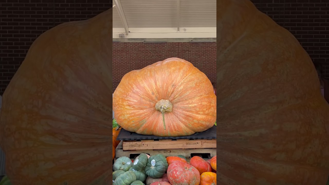 Giant Pumpkin (Cucurbita Maxima) 🎃Downtown Winter Garden, FL Farmers Market 