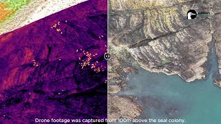 Seal Monitoring With Thermal Drones
