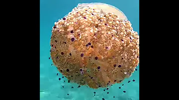 Медуза Живая яичница