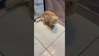 #cat #studywithmeandmycat #cutecat #kitten #cats #ytstudio #trending#viral#cutecat#funnycats#funny#