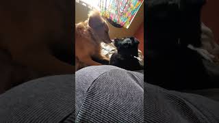 Dogs Wake Owner By Play Fighting On Bed - 1505425