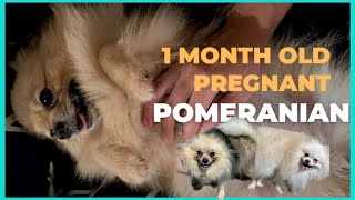 1 month | 30 days PREGNANT POMERANIAN | SUPER MARCOS VLOGS by Super Marcos 2,511 views 1 year ago 1 minute, 54 seconds