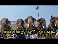 പുതുപ്പള്ളി കേശവനും കൂട്ട് ആനകളും ഉത്രാളി പാടത്ത് തലയെടുപ്പ്  Puthuppally Keshavan Elephant