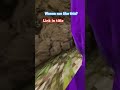 Https Youtu Be QfL RqxMUxA Si 5M13b6QkXOkajpLV Gorillatag Https Youtu Be QfL RqxMUxA Si 5M13b6QkXOkajpLV Gorillatag