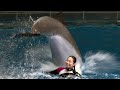 Dolphin Show at Maxell Aqua Park Shinagawa. 【4K】