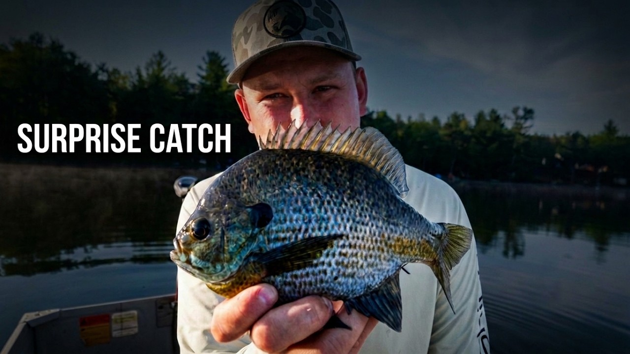 Bass Fishing with a Popper Turns into a PB Bluegill Catch!