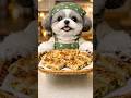 【양배추 달걀말이】 🥚영양가득 간단 레시피🐶 #recipe