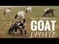 BOER GOAT UPDATE/ DAPPLED GENETICS