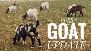 BOER GOAT UPDATE/ DAPPLED GENETICS