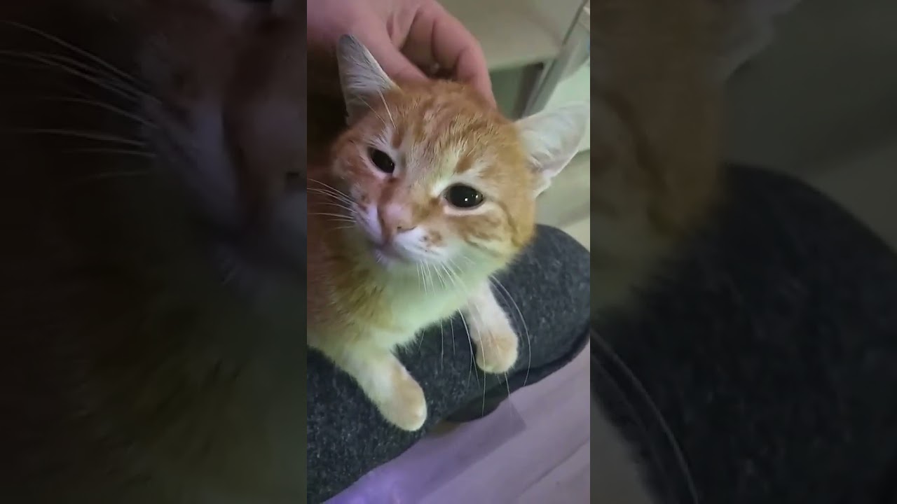 Why Head Pets Make Cats Happy