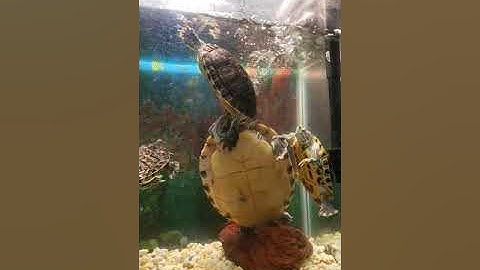 Turtles mating in captivity