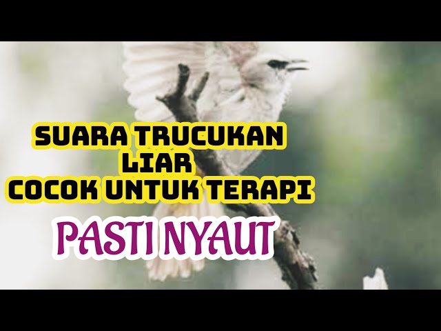 Suara Trucukan Di Alam Liar Saling Bersautan cocok untuk pancingan class=