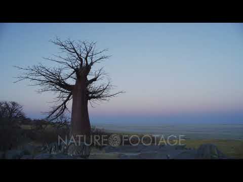 Video: Flowers Of Baobab Tree - Når åpner Baobab Flowers Og andre Baobab Tree Facts