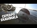 Подводный коп в Екабпилсе, Латвия. Уникальные находки на Anfibio Multi