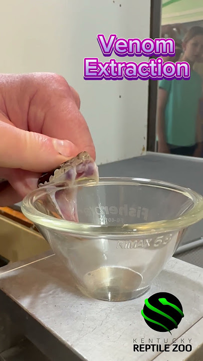 Malayan pitviper venom extraction. #venomouscreatures #snakevenom #pitviper