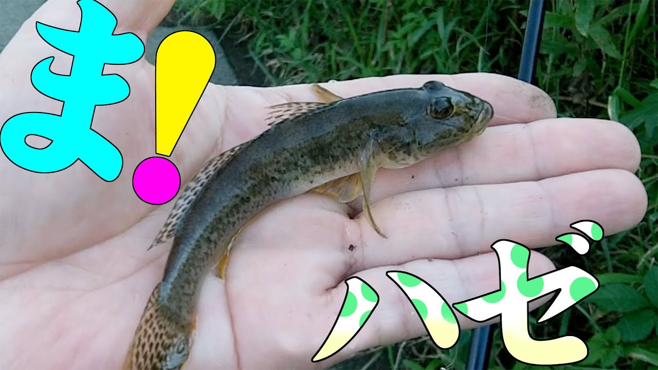 マハゼを釣って食う 訓練は燃え尽きるまで の巻 Youtube