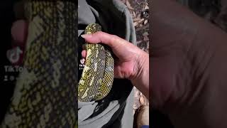 Famous Diamond Python -The gentle touch Wealth