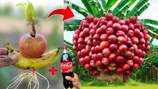 Everyone will be surprised after seeing the technique of grow bananas with apples using Coca-Cola