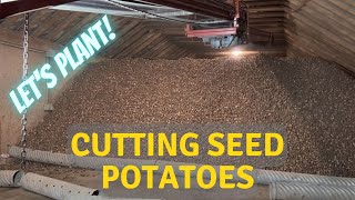 How we cut our seed potatoes.