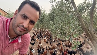 السمان حاولو تربيو هاد النوع راه ممتاز فالبيض والمناعة 