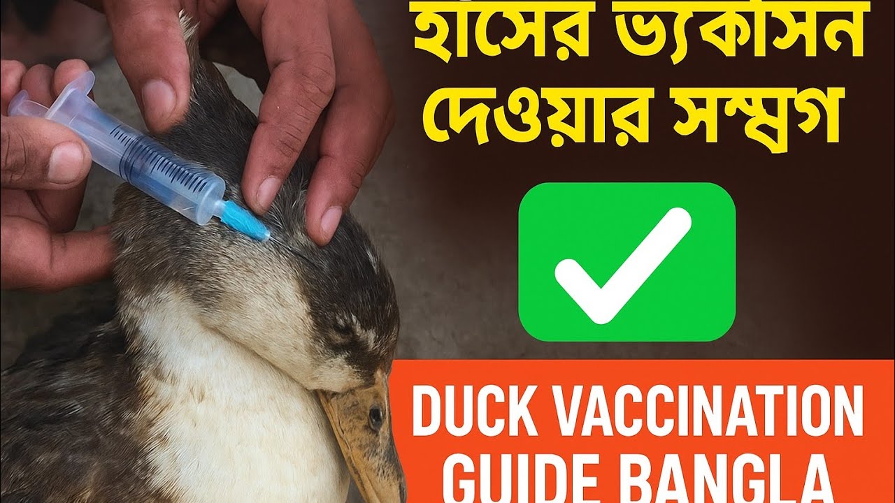 হাঁসের ভ্যাকসিন দেওয়ার সম্পূর্ণ নিয়ম ✅ Duck Vaccination Guide Bangla
