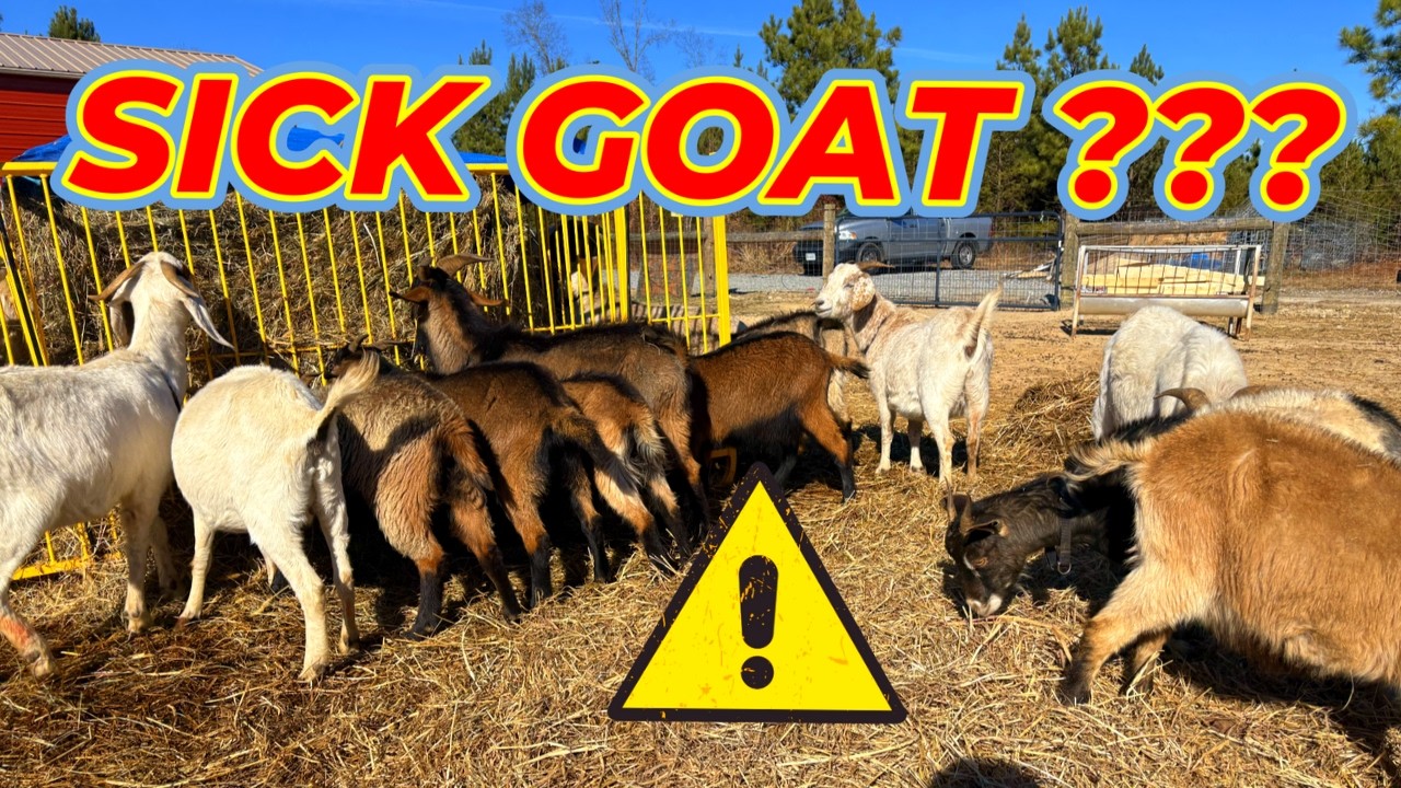 How to Tell If a Goat Is Sick (Simple Guide)