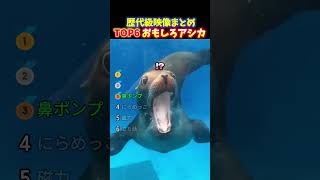 海外で1億回再生‼︎まるで人間のような表情をする面白いアシカTOP6︎