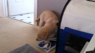 Puppy