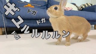 2階から聞こえるモノ凄い大きな音にそわそわが止まらないうさぎ　No.1079